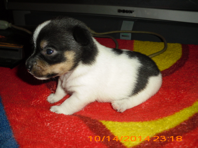 Chih Poo black & white female puppie Chih Poo black & white female puppie